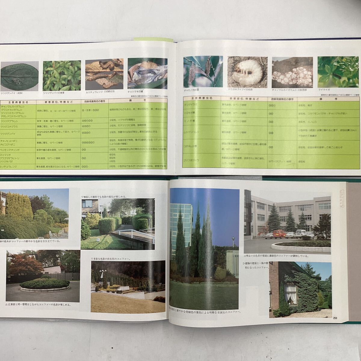k4127 ワールドグリーン出版 庭 造園 害虫 まとめ 6冊 石の庭と苔の庭 庭木と芝の病害虫マニュアル ヨーロッパの造園 コニファー 中古 の画像7