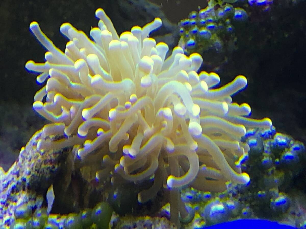 * коралл * Otsutsu maru коралл 4cm