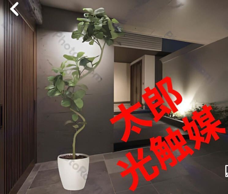 光の楽園 光触媒 人工観葉植物 ウォールグリーン フェイク 光の楽園 光触媒 人工観葉植物 ウォールグリーン フェイク