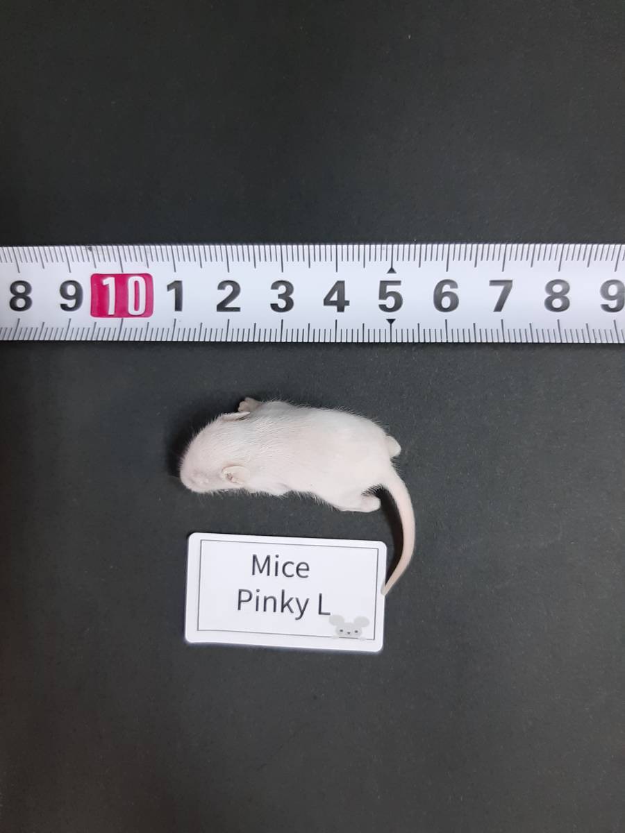  国産冷凍マウス ピンク L 100匹 送料無料地域限定の画像3