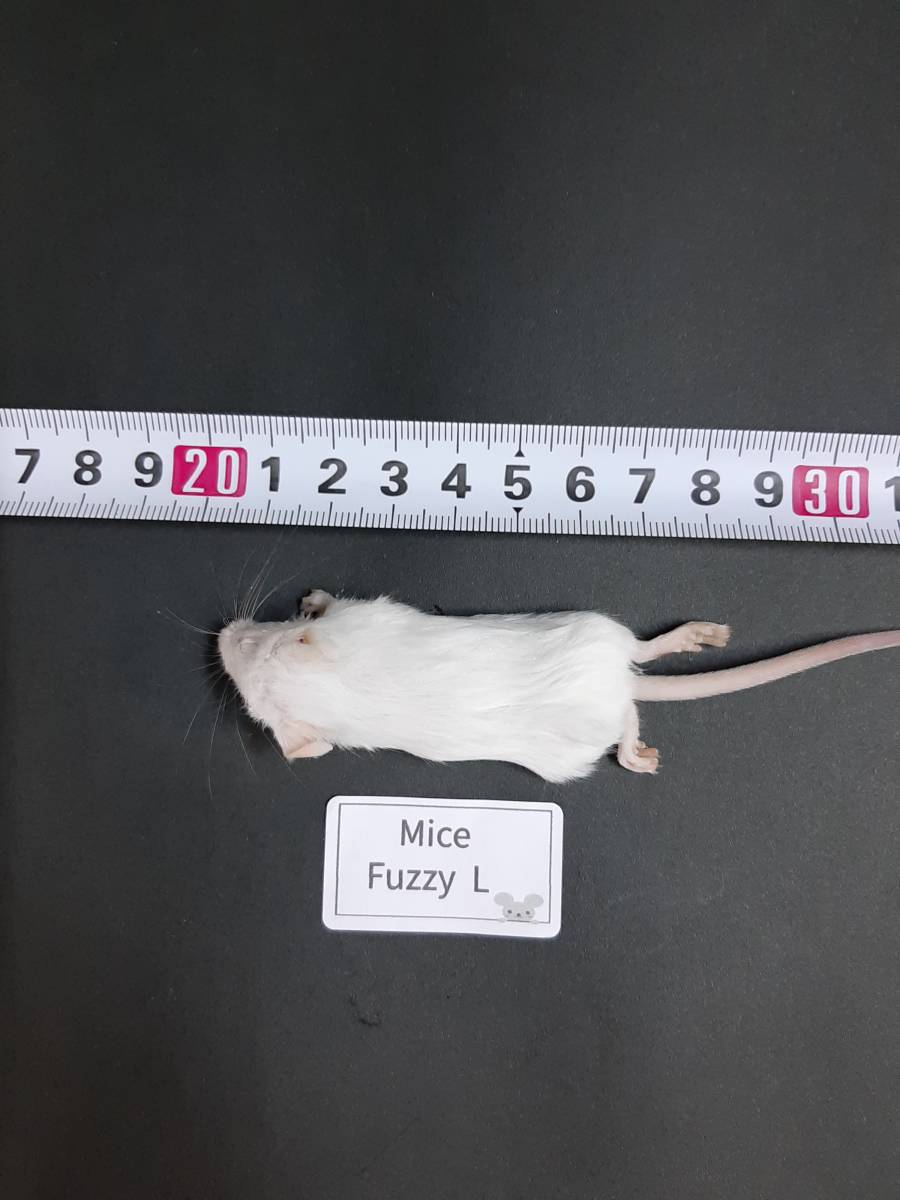国産冷凍マウス ファジーL 30匹_ 9g前後
