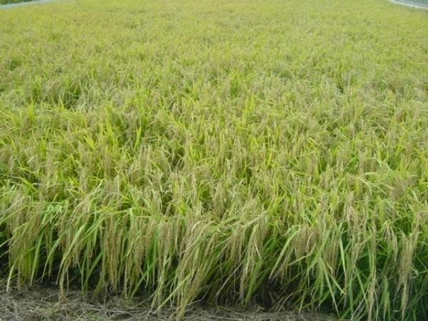 5年 ■有機肥料のみ使用&低農薬栽培 ミルキークイーン 玄米 30K_画像3