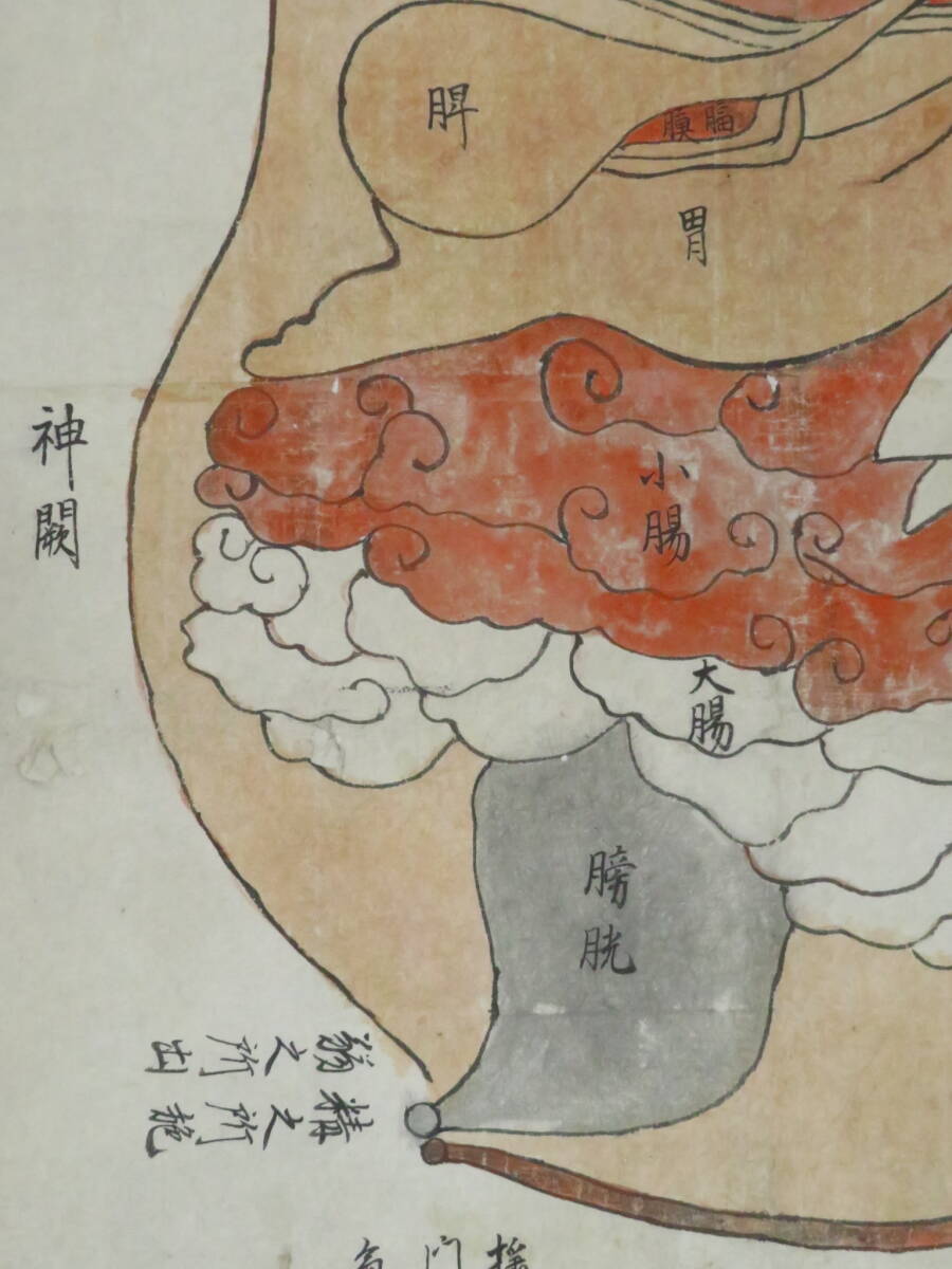 江戸期 人体解剖図『人身臓府図』肉筆 掛軸 医書 検)和本写本古