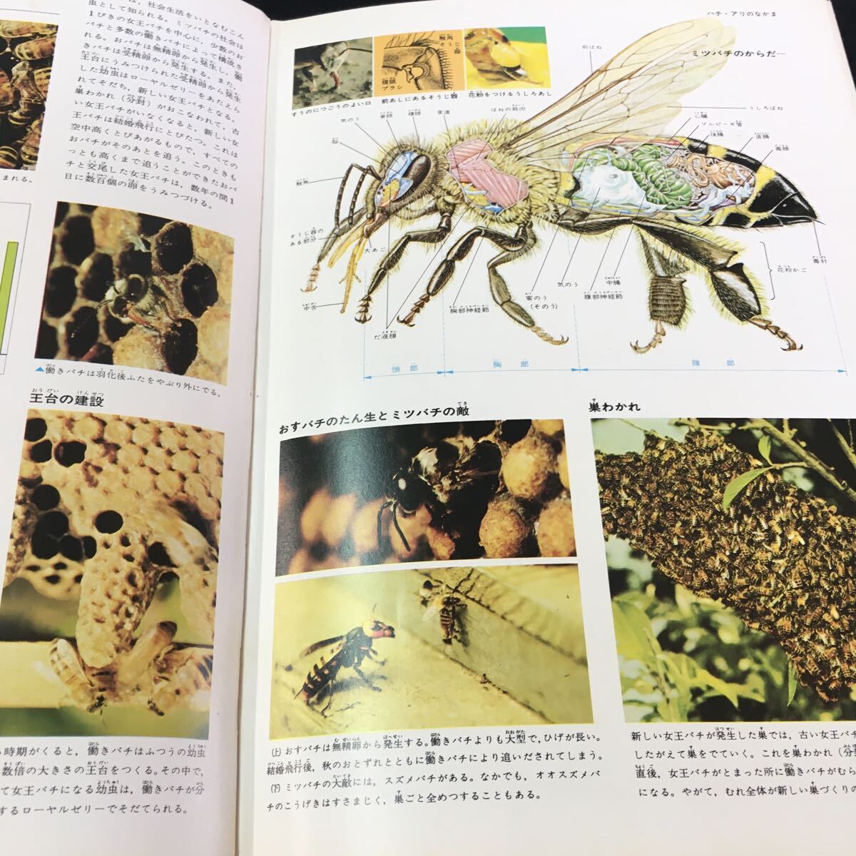 M5g-101 昆虫Ⅱ・クモ 原色学習ワイド図鑑② 監修 国立科学博物館 理学博士 中根猛彦/杏林大学教授 理学博士 植村利夫 その他 発行 _画像4