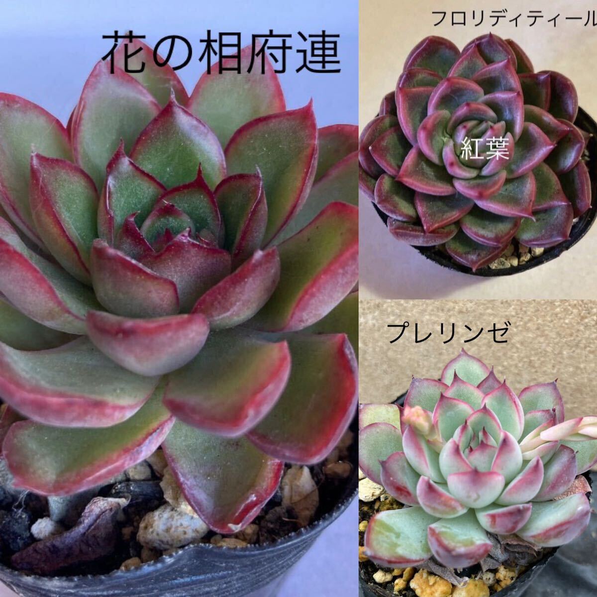 多肉植物 ☆3品種3苗セット☆橙棒☆キュービックフロスト、モーサン、フロリディティール_画像1