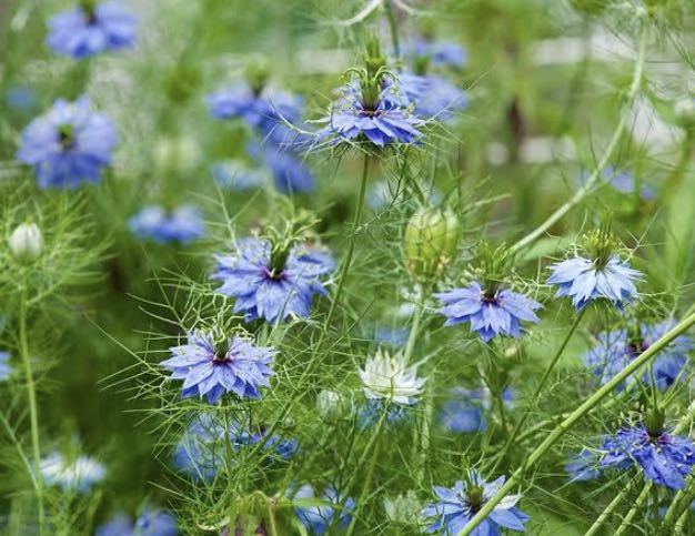 花の種☆ニゲラ混合☆黒種草☆たくさん苗が出来ます^_^_画像2