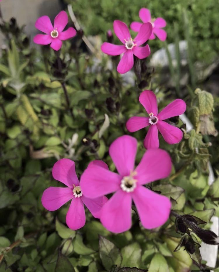 花の種☆ピンクパンサー☆目を引く華やかさです☆フクロナデシコ☆シレネ☆こぼれ種で咲きます☆発芽確認ok☆_画像3