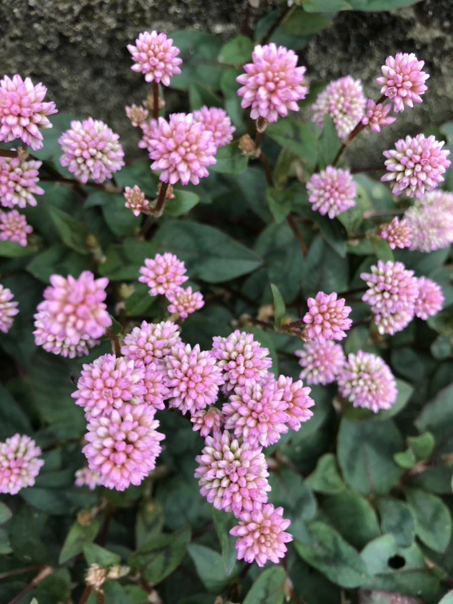 花の種☆ポリゴナム☆ヒメツルソバ☆①☆ピンクの金平糖のような小花が沢山咲きます☆グランドカバーにも！_画像2