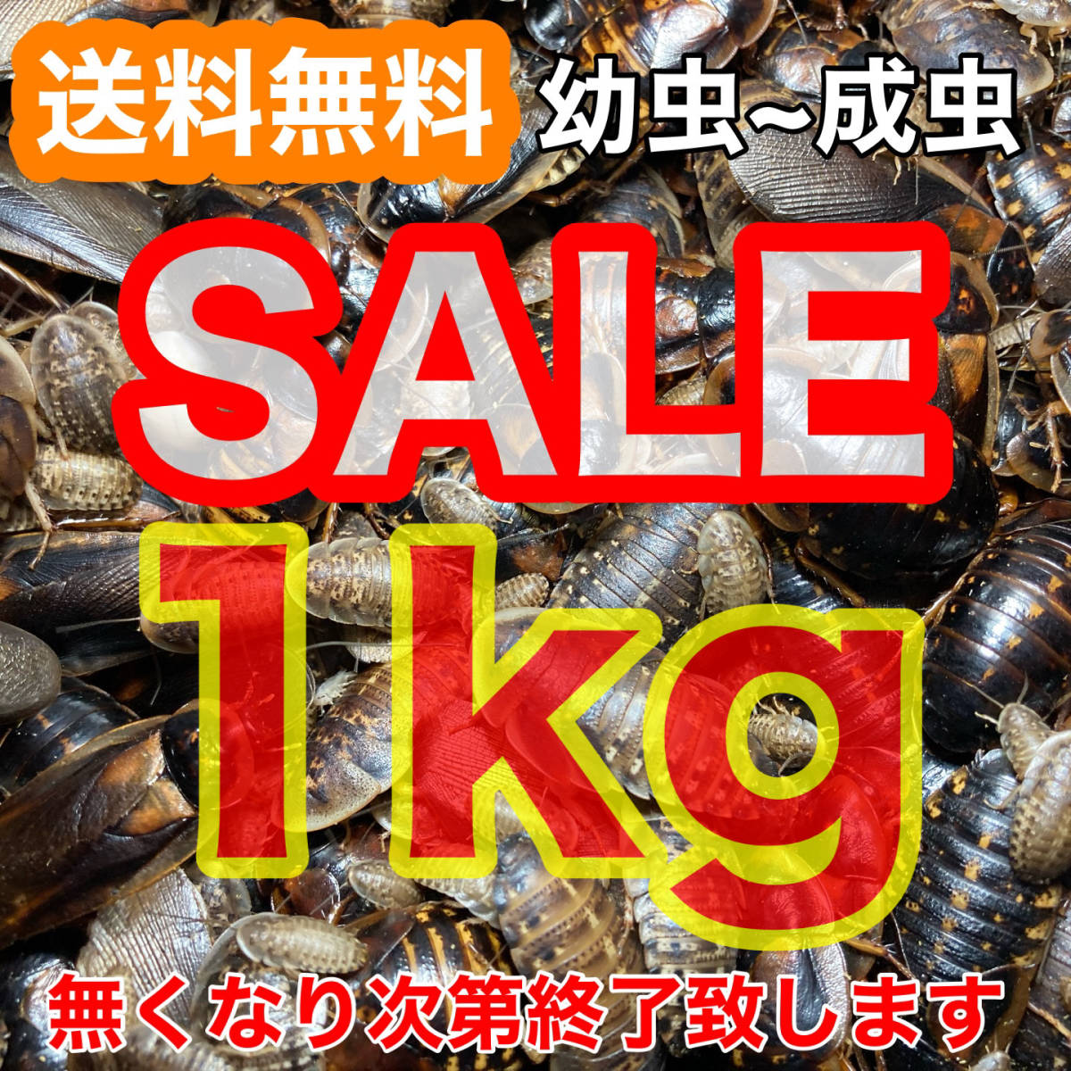 【SALE】☆送料無料☆【デュビア】幼虫～成虫1kg(全サイズMIX)+死着保証1割《匹数(量)は説明欄を御参考下さい》_画像1