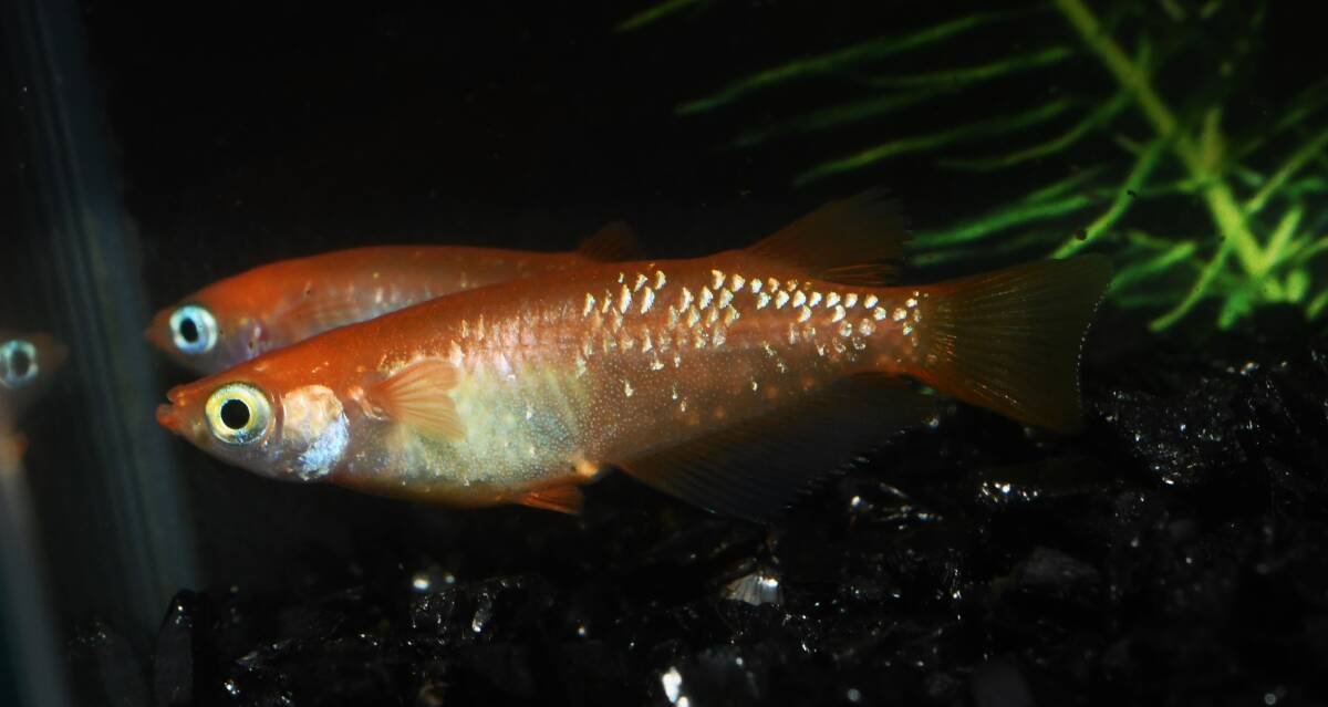 【三河めだかファームズ】M-1 紅マドンナ ロングフィン 若魚♂1♀2 現物出品！！の画像3