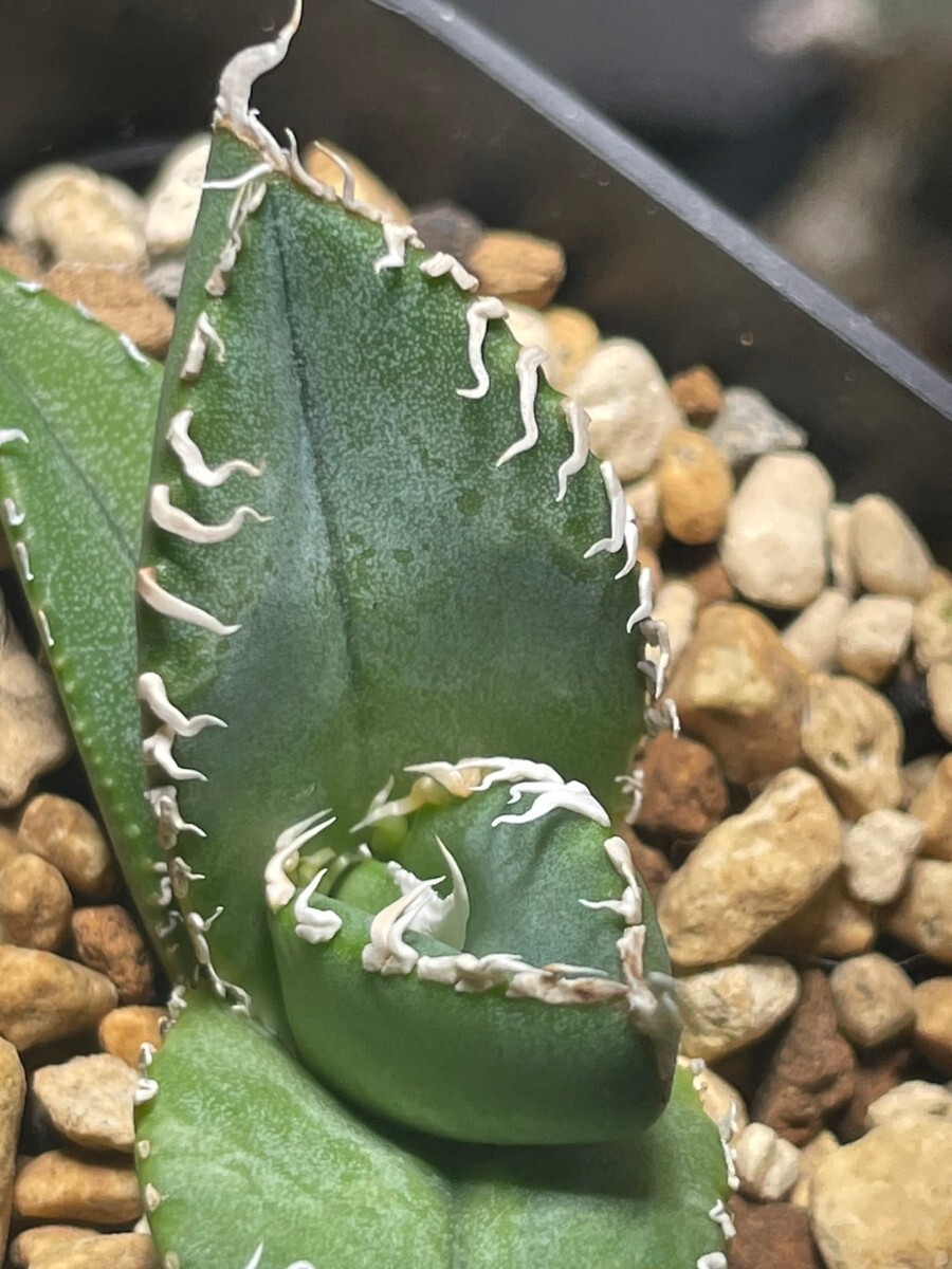  agave chitanota south Africa diamond sad selection .o terrorism i.... departure root ending . stock or is ka white madness . short leaf 