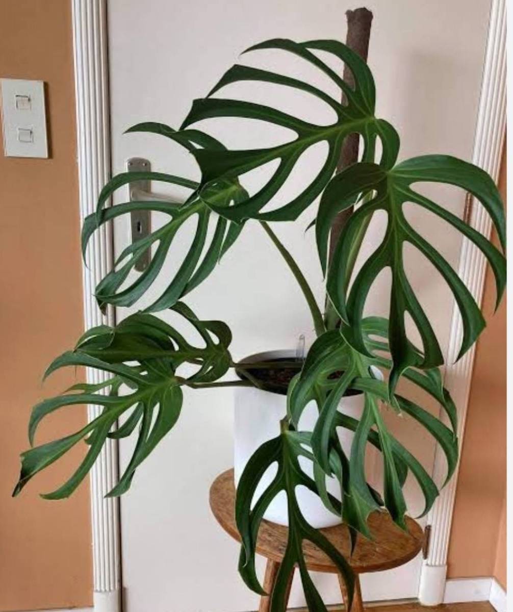 モンステラ　バールマルクスフレーム tissue culture monstera Burle Marx's Flame Monstera sp.dilacerat　組織培養【¨HEIAN¨】_親株