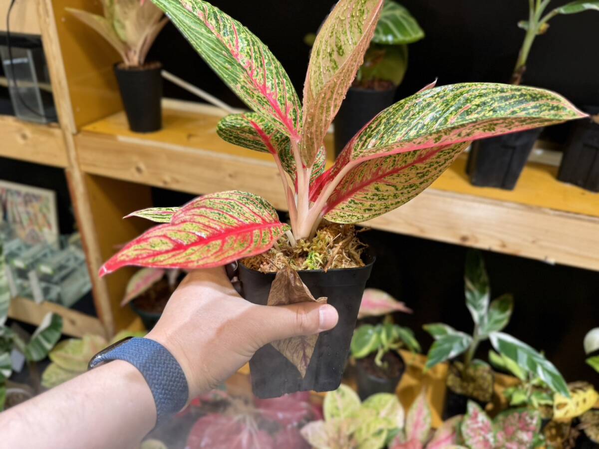 アグラオネマ　ダイアナ　斑入り☆写真現物　Aglaonema Sp Var　Diana【HEIAN】_画像5