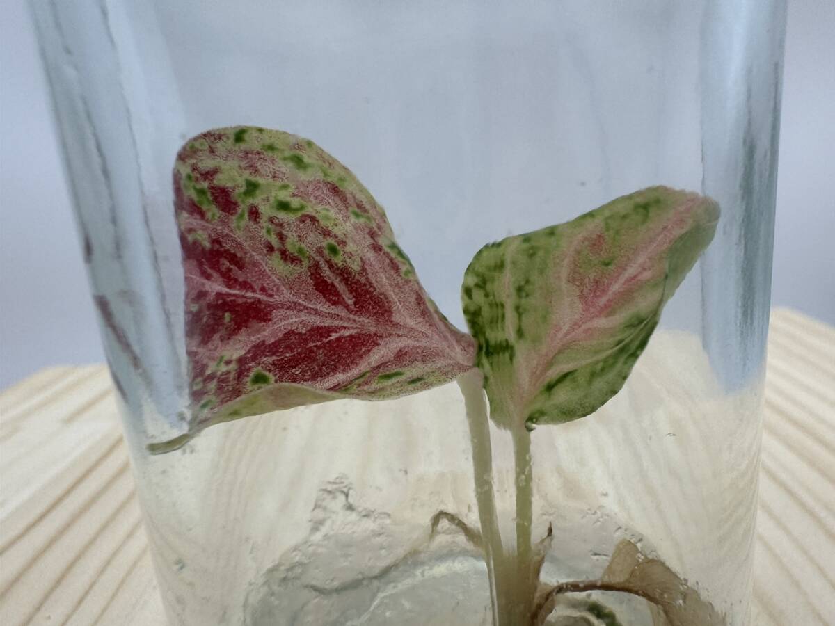 組織培養　アグラオネマ　ピンクオブサイアム　tissue culture Aglaonema pink of siam☆ら【HEIAN】_画像2