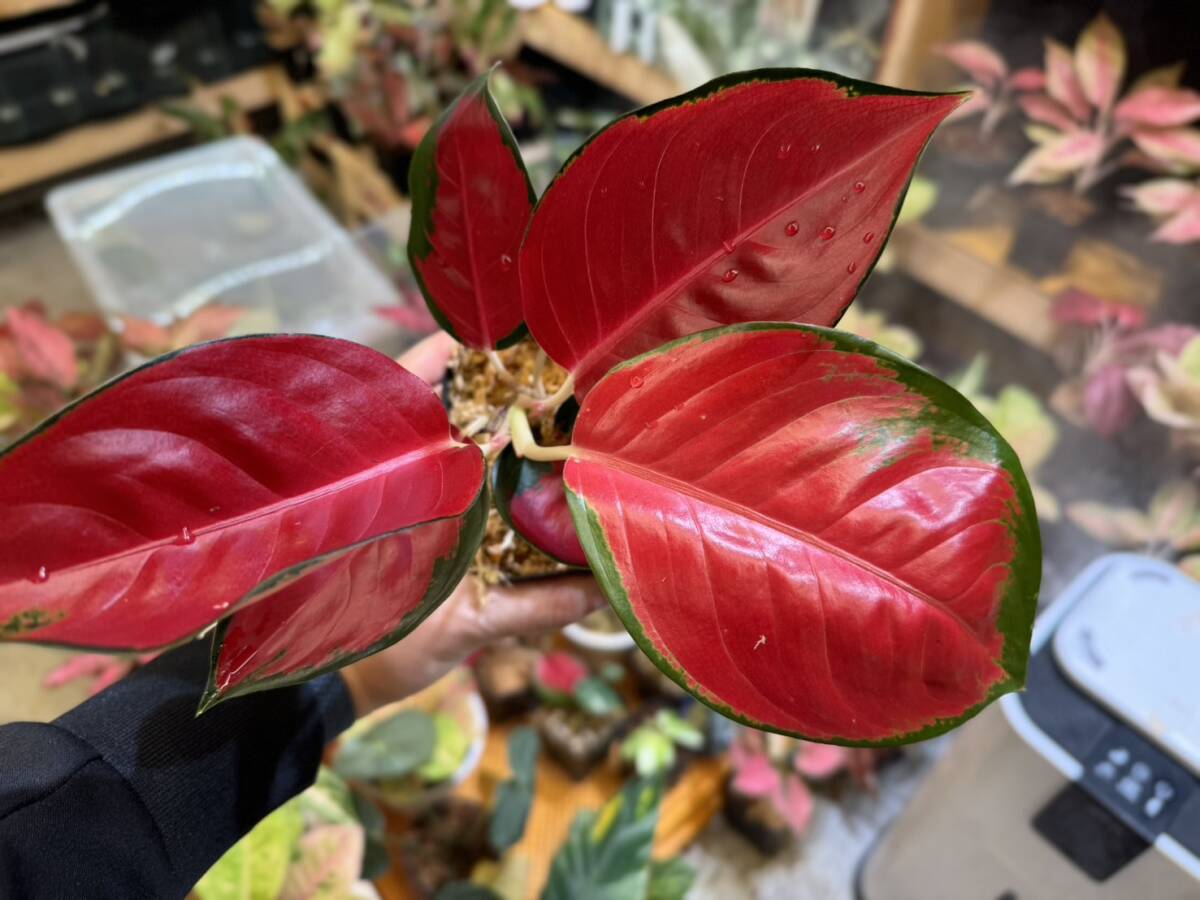 漆赤　アグラオネマ　レッドスクソム　ジャイポン　写真現物　Aglaonema Sp Red Suksom Jaipong【HEIAN】_画像1