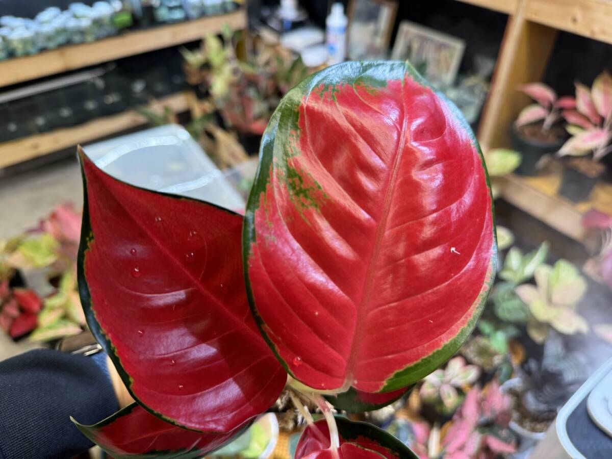 漆赤　アグラオネマ　レッドスクソム　ジャイポン　写真現物　Aglaonema Sp Red Suksom Jaipong【HEIAN】_画像3