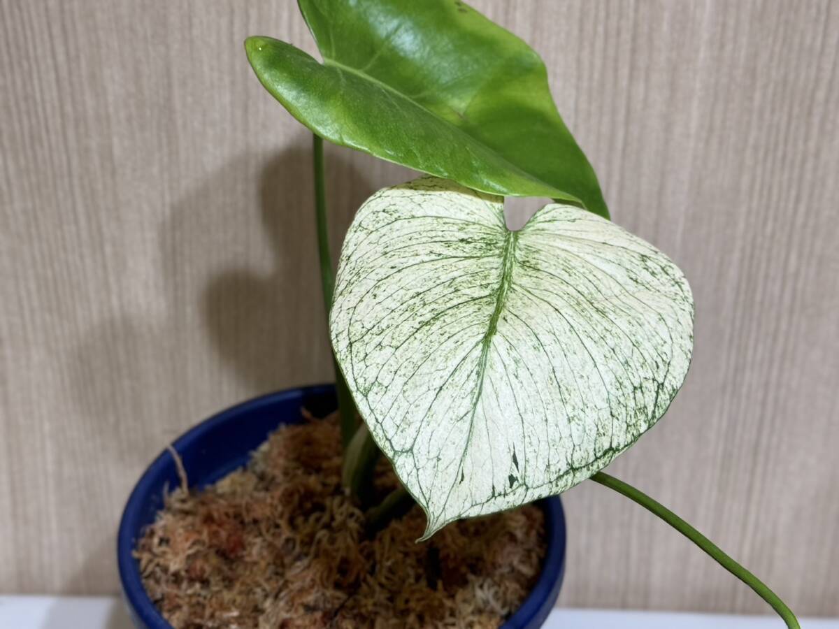 テンシンラン☆モンステラ デリシオーサ ホワイトモンスター☆天津蘭☆写真現物☆Monstera white monster【¨HEIAN¨】の画像5