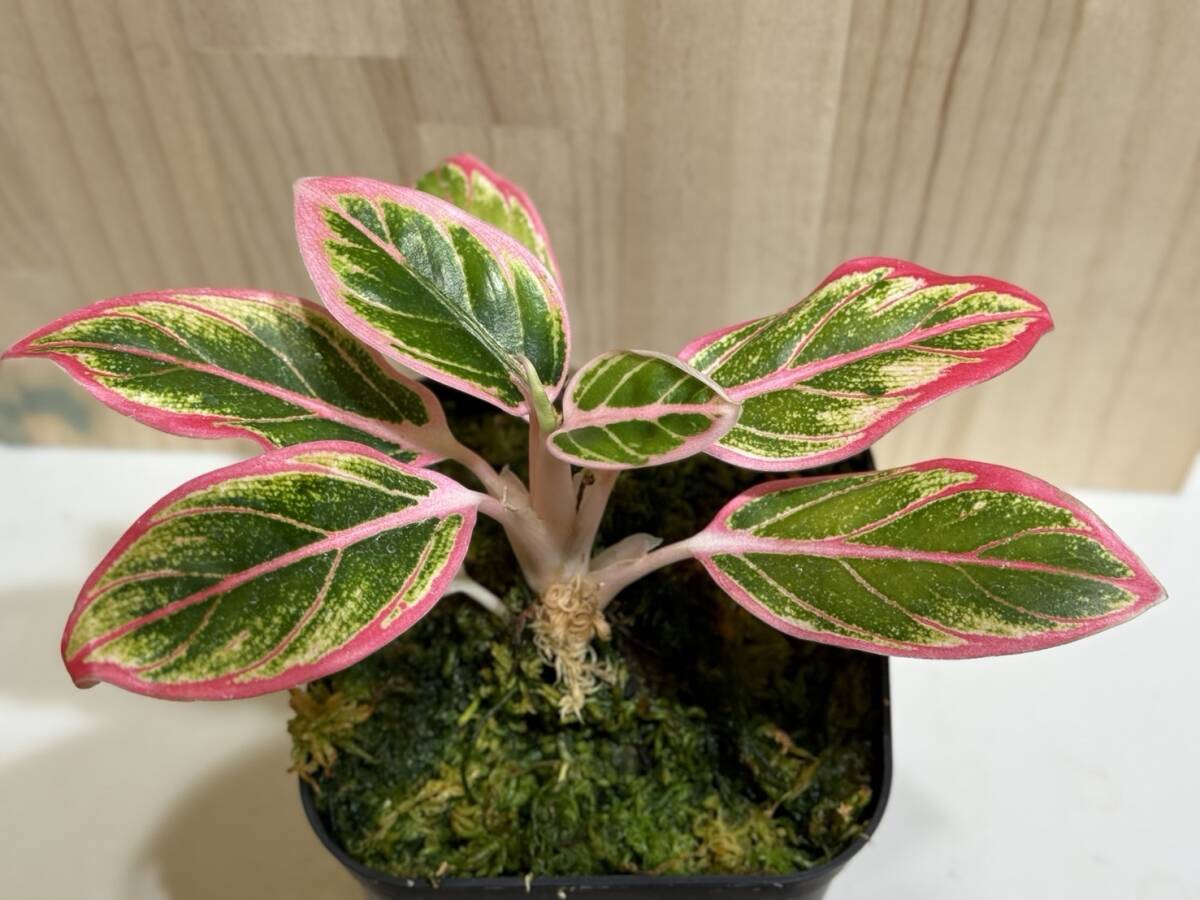 現物 アグラオネマ ロータス デライト 斑入り写真現物 Aglaonema Lotus Delight【HEIAN】の画像8