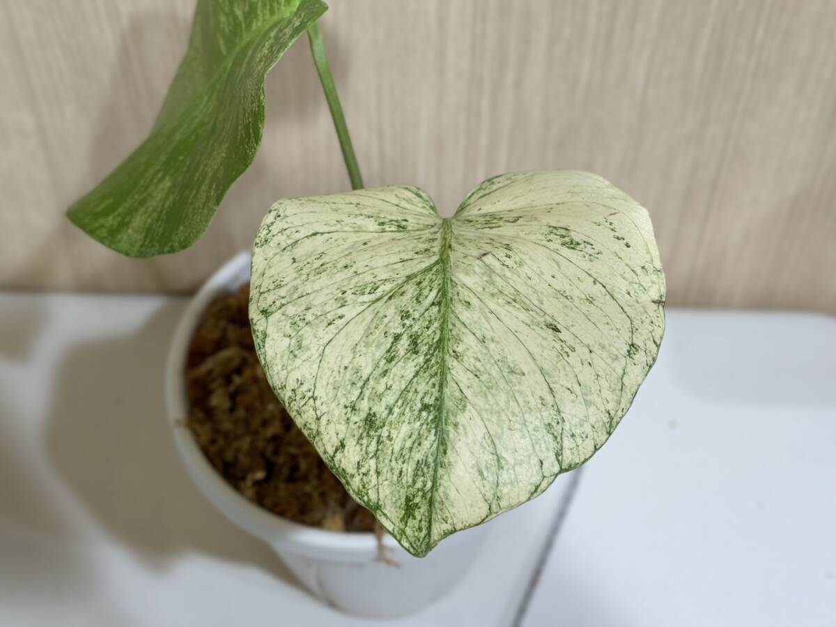 テンシンラン☆モンステラ デリシオーサ ホワイトモンスター☆天津蘭☆写真現物☆Monstera white monster【¨HEIAN¨】の画像4