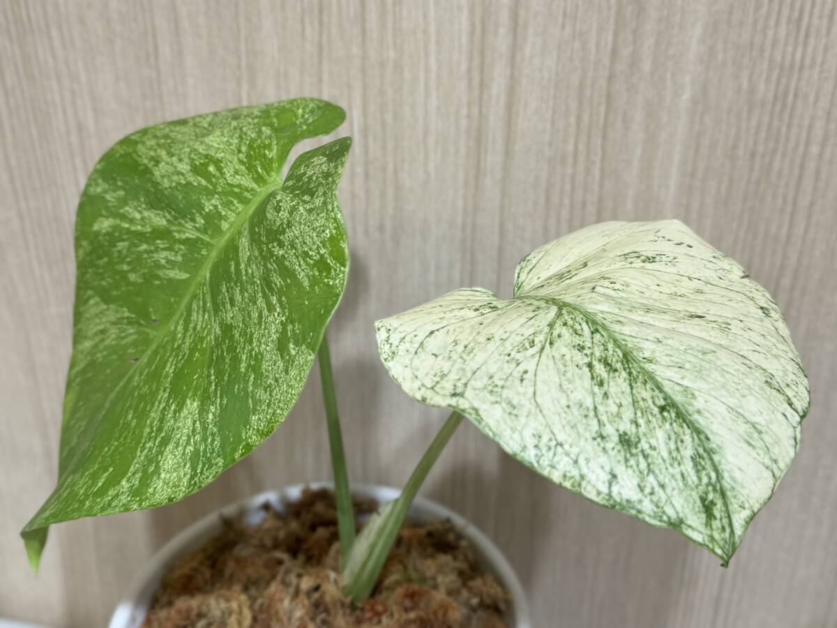 テンシンラン☆モンステラ デリシオーサ ホワイトモンスター☆天津蘭☆写真現物☆Monstera white monster【¨HEIAN¨】の画像7