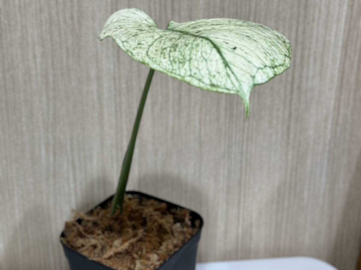 テンシンラン☆モンステラ デリシオーサ ホワイトモンスター☆天津蘭☆写真現物☆Monstera white monster【¨HEIAN¨】の画像4