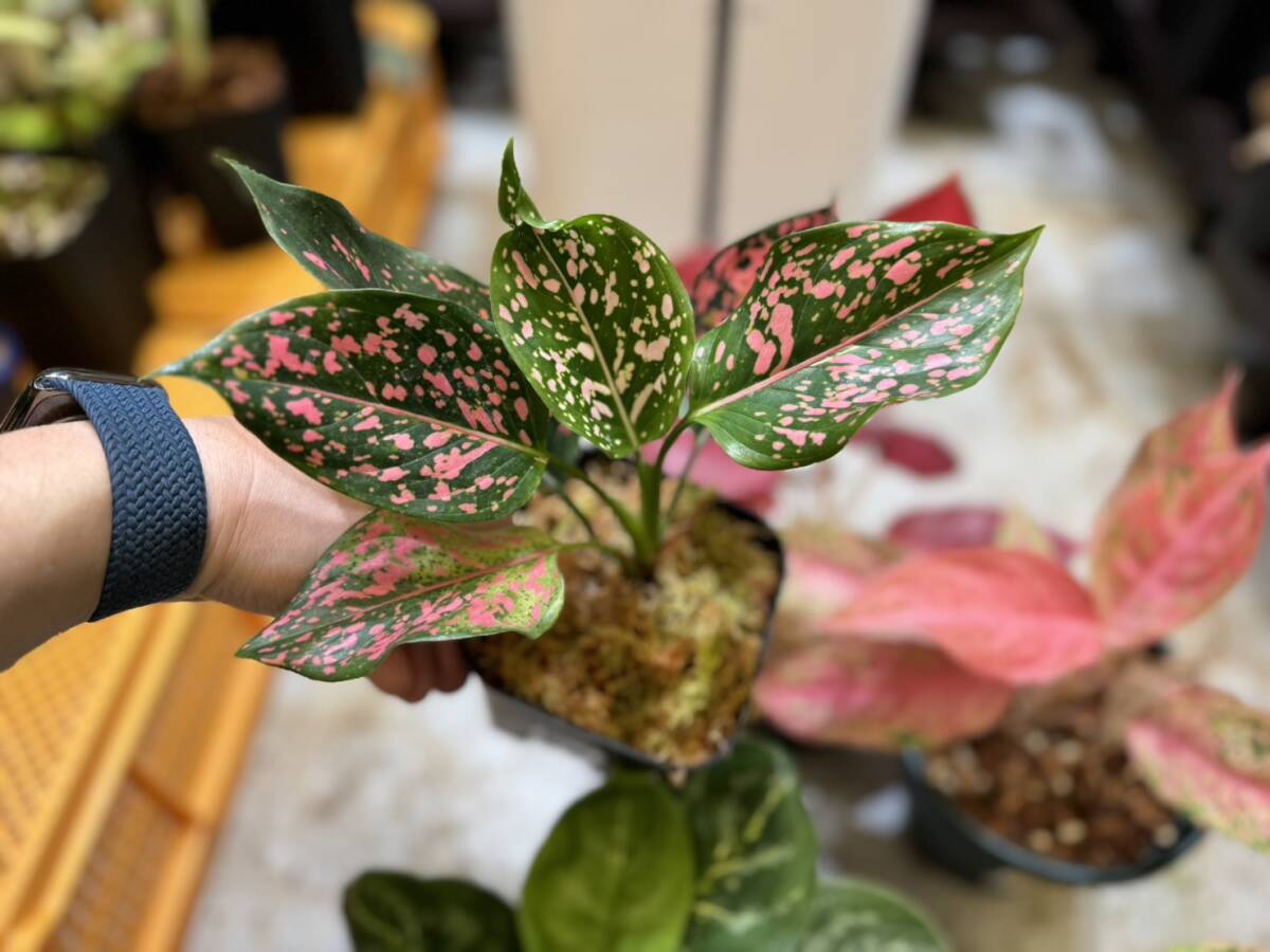 アグラオネマ夢の5本セット No.2 大人気種ばっかり5本セット 斑入り写真現物 Aglaonema Sp【HEIAN】の画像7