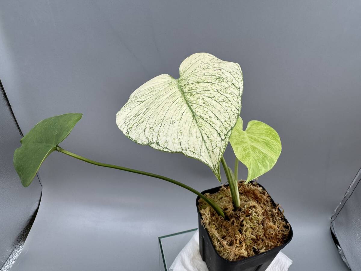 三枚葉テンシンラン☆モンステラ　デリシオーサ ホワイトモンスター☆天津蘭☆写真現物☆Monstera white monster【¨HEIAN¨】_画像9