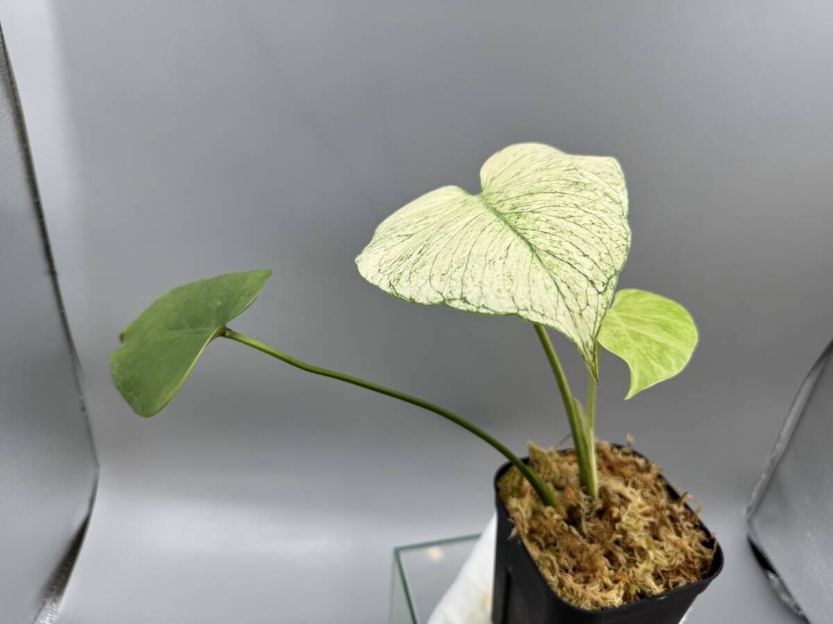 三枚葉テンシンラン☆モンステラ　デリシオーサ ホワイトモンスター☆天津蘭☆写真現物☆Monstera white monster【¨HEIAN¨】_画像2