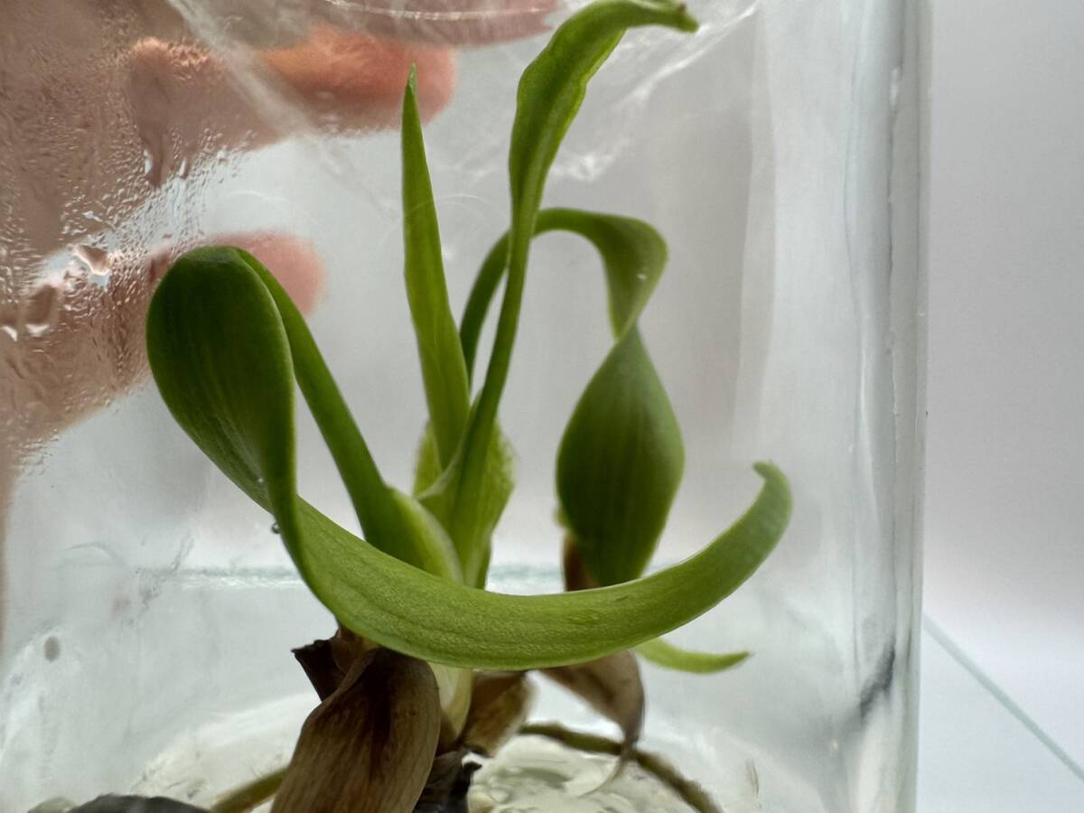 モンステラ バールマルクスフレーム tissue culture monstera Burle Marx's Flame Monstera sp.dilacerat 組織培養【¨HEIAN¨】の画像2