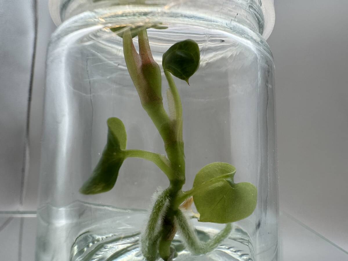 アンスリウム　ルクスリアンス　Tissue culture　anthurium luxrians プレミアム組織培養　【¨HEIAN¨】_画像6