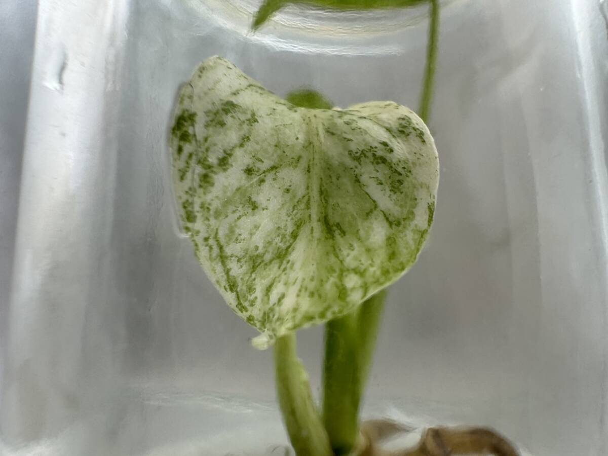 モンステラ　デリシオーサ　ペパーミント　tissue culture monstera deliciosa pepper mint　PREMIUM組織培養【¨HEIAN¨】1-1_画像1