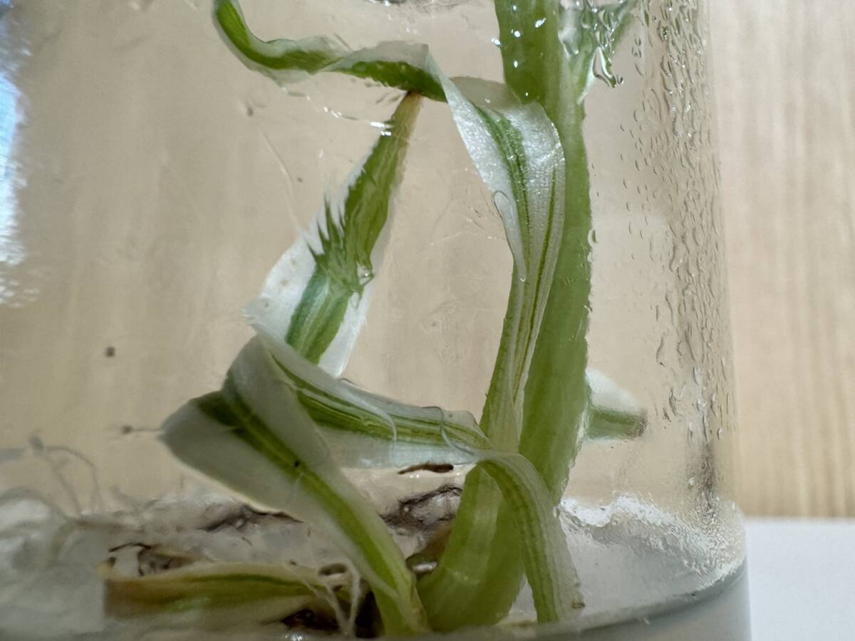  バナナ　バリエガータ 斑入りバナナ　Tissue culture musa florida variegated 組織培養【¨HEIAN¨】_画像7