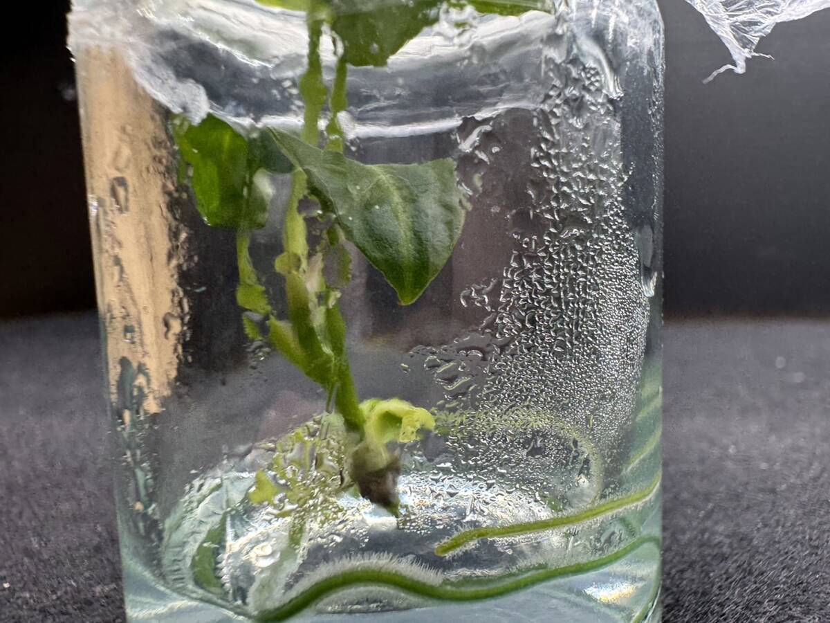 プレミアム培養　アンスリウム　パピリラミナム 　tissue culture　anthurium papillilaminum　らぼ平安_画像2