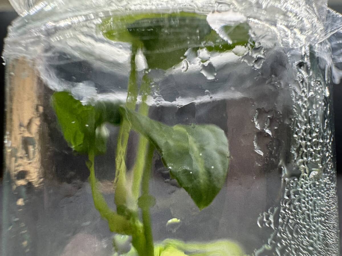 プレミアム培養　アンスリウム　パピリラミナム 　tissue culture　anthurium papillilaminum　らぼ平安_画像5