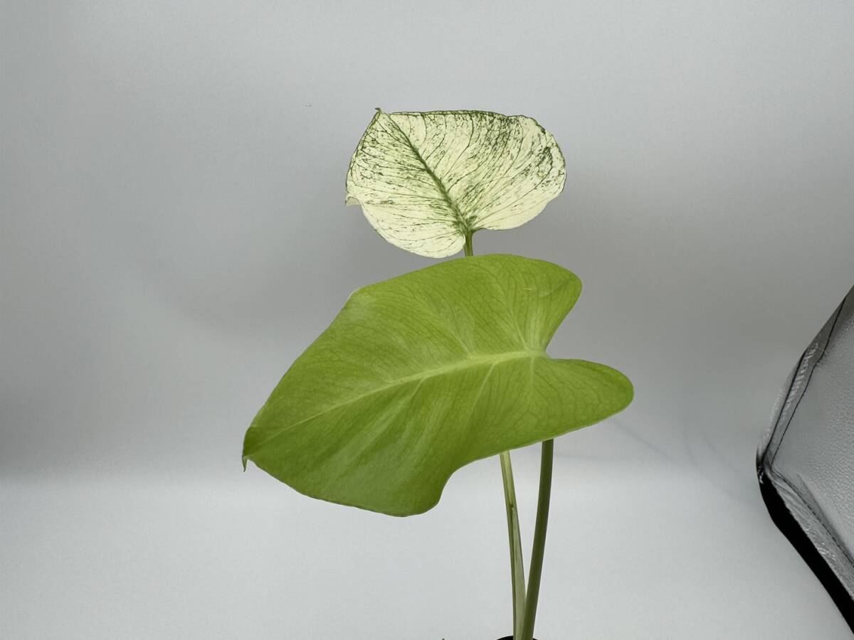 テンシンラン☆モンステラ デリシオーサ ホワイトモンスター☆天津蘭☆写真現物☆Monstera white monster【¨HEIAN¨】の画像2