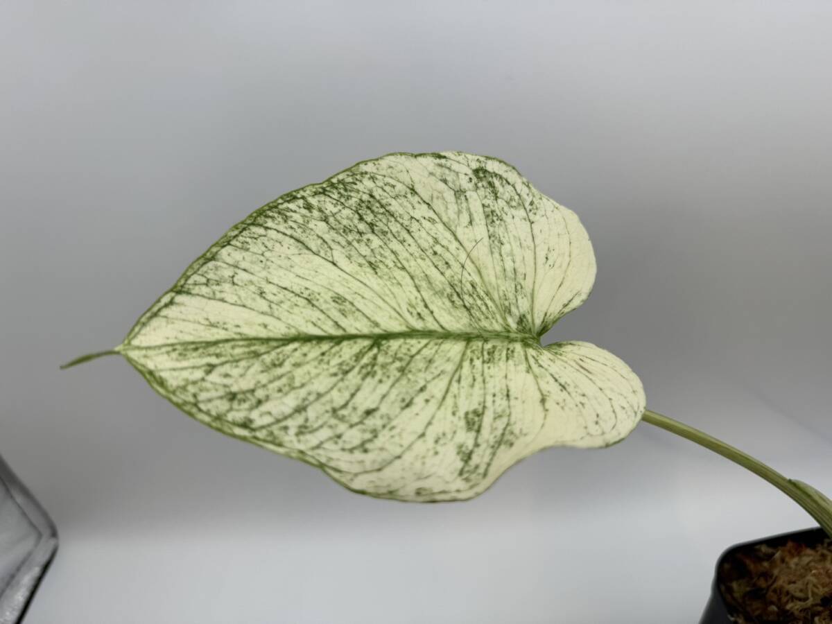 テンシンラン☆モンステラ デリシオーサ ホワイトモンスター☆天津蘭☆写真現物☆Monstera white monster【¨HEIAN¨】の画像1