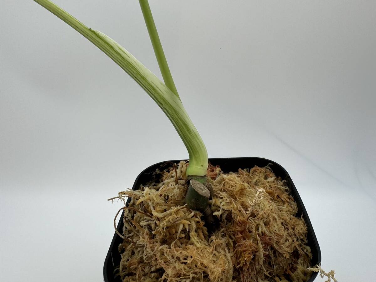 テンシンラン☆モンステラ デリシオーサ ホワイトモンスター☆天津蘭☆写真現物☆Monstera white monster【¨HEIAN¨】の画像6