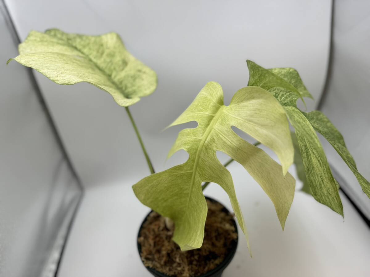 モンステラ ボルシギアナ フルミント 斑入り 4枚葉【写真現物】 Monstera Borsigiana Full Mint Var 【HEIAN】の画像10