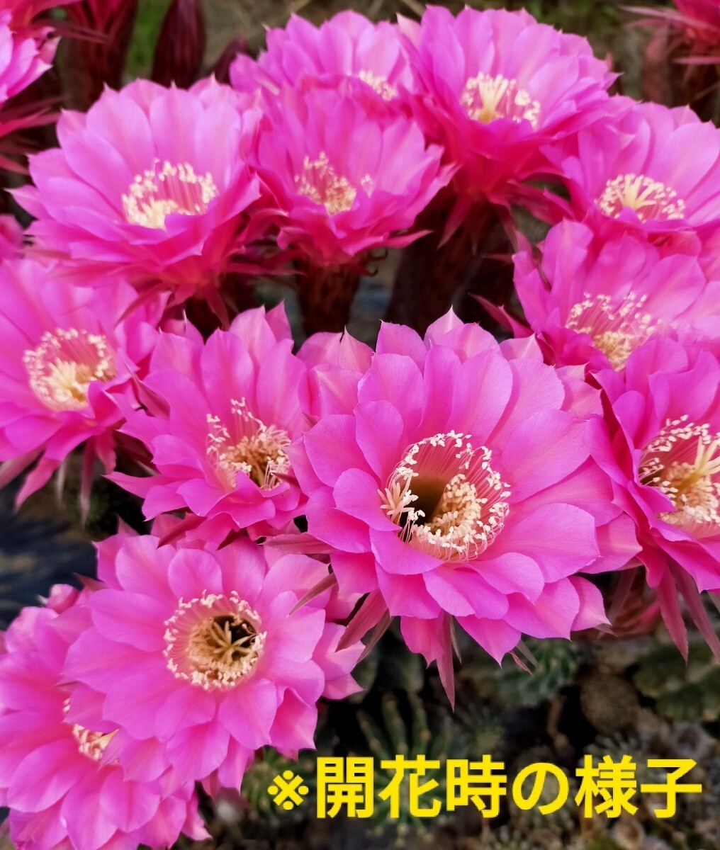 サボテン【ピンク花】花サボテン 多肉植物_画像10