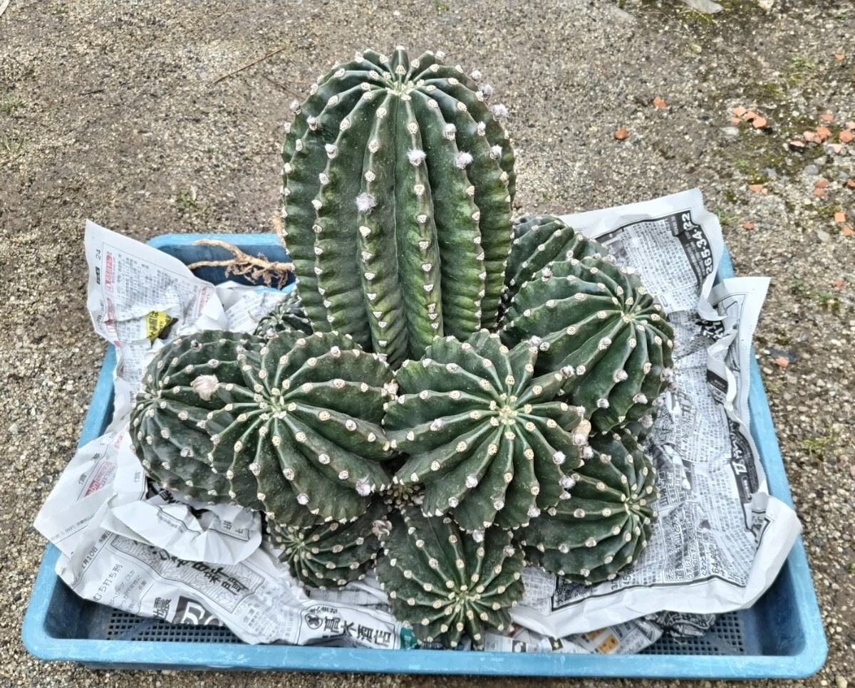 【大株】サボテン【ピンク花】　　　　　　　　　花サボテン　多肉植物_画像1