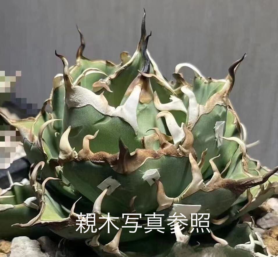 アガベ チタノタ ハデス Agave Titanota Hades 5株②の画像1