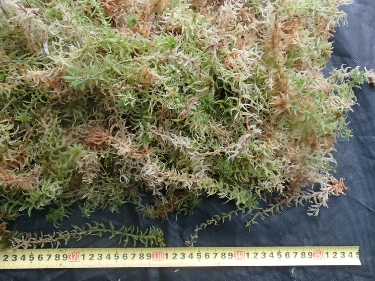 即決 水苔 柔軟綺麗な良質生 ごみ選別品 東洋蘭 洋蘭 山野草 万年青 エビネ ビカクシダ 食虫植物 ０４１１の画像7