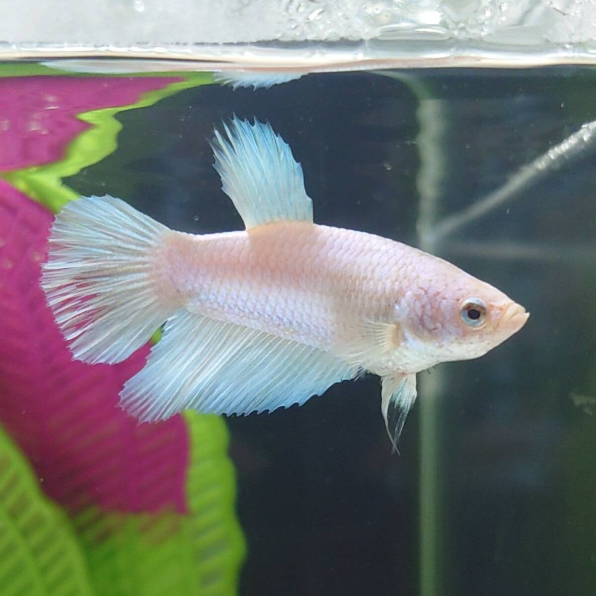  betta male ( metallic *o park * silk * white ) [ half moon ]