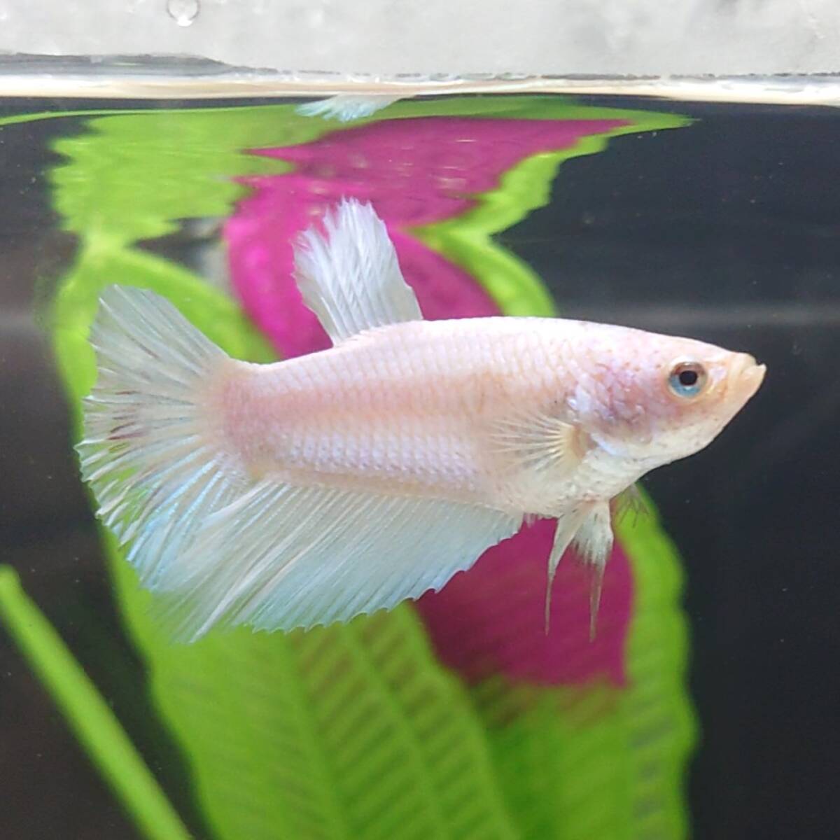  betta male ( metallic *o park * silk * white ) [ half moon ]