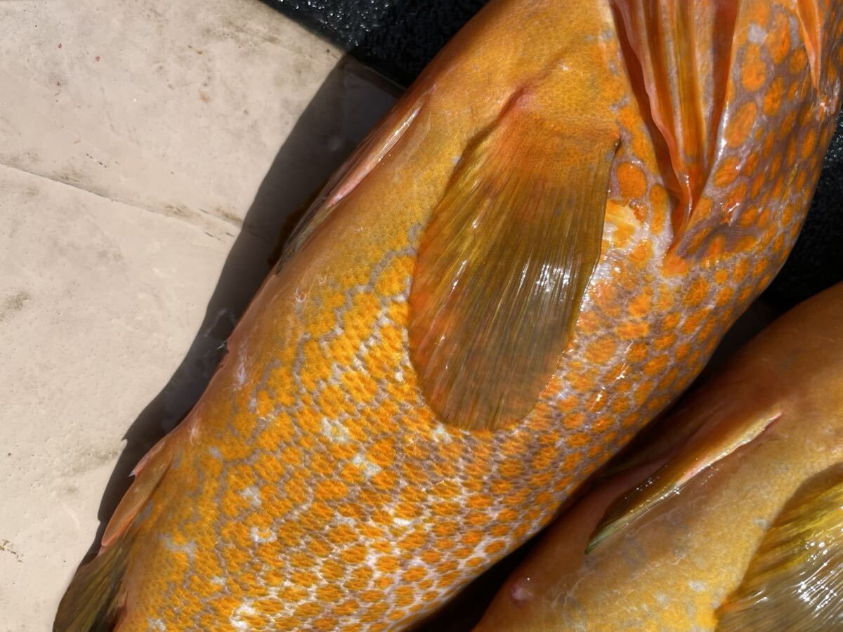 活〆天然 キジハタ.アカハタ セット 計３.３キロ 冷凍鮮魚の画像5