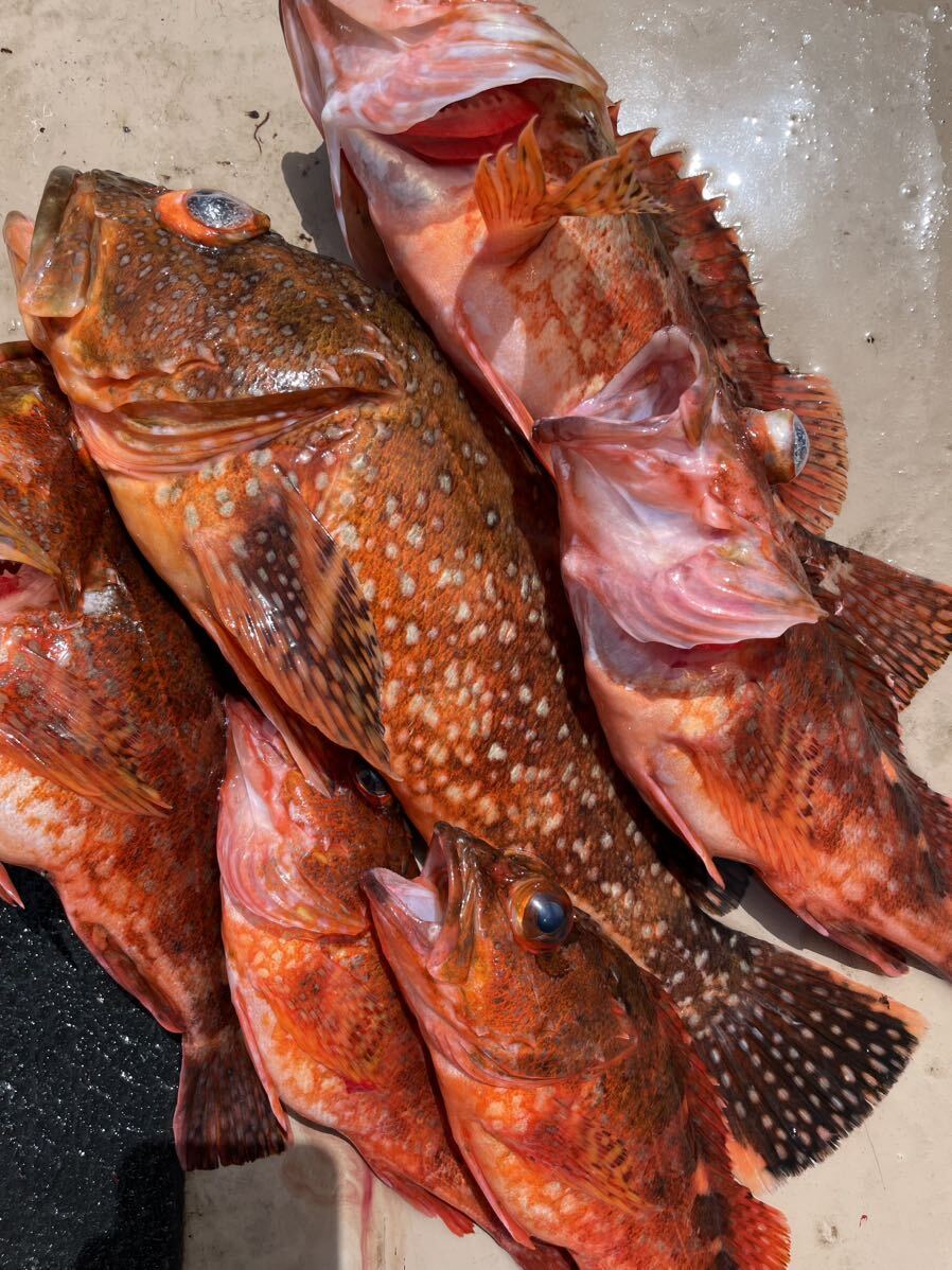 活〆天然　カサゴ　小　計１．７キロ　冷凍鮮魚_画像2