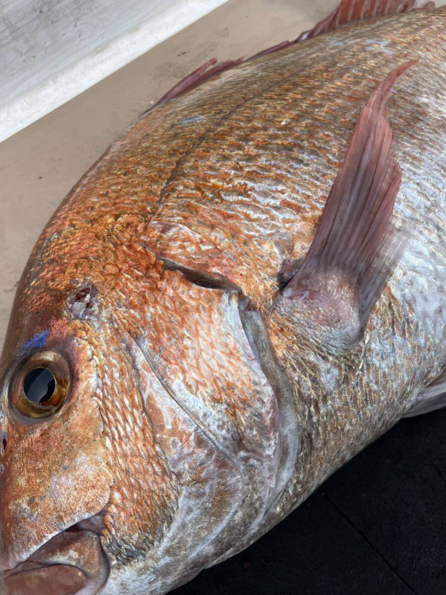 活〆天然真鯛.カサゴセット　５キロ　冷凍鮮魚_画像1
