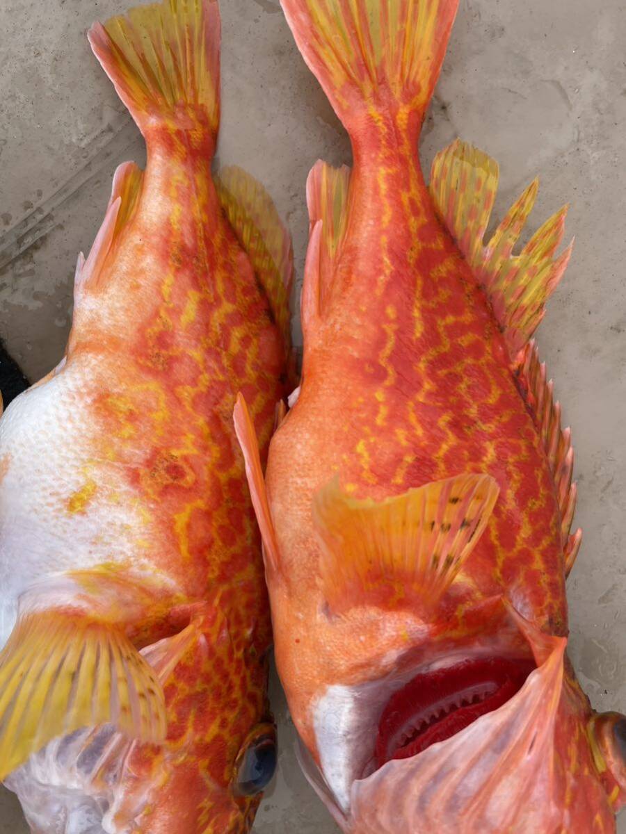 活〆天然カサゴ　特大１　尾小４尾　２．４キロ　冷凍鮮魚_画像5