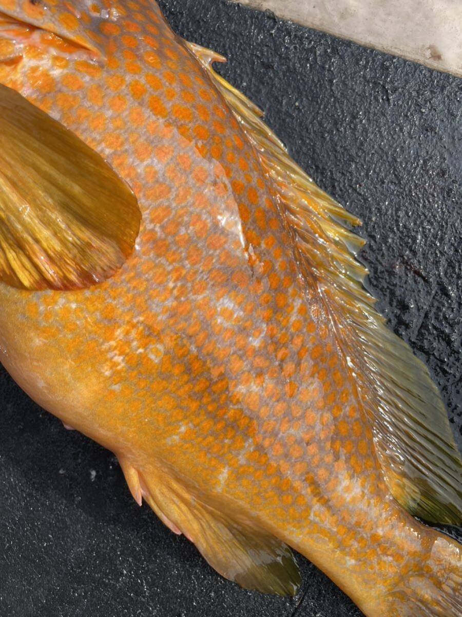 活〆天然キジハタ １尾 ２．１キロ 鯖おまけ 冷凍鮮魚の画像4
