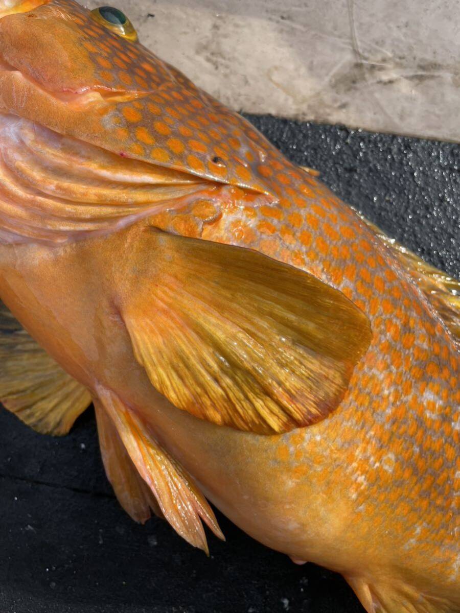 活〆天然キジハタ １尾 ２．１キロ 鯖おまけ 冷凍鮮魚の画像5